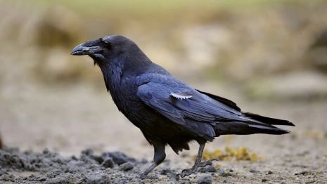 Народные приметы на 17 марта: что можно и нельзя делать в день Герасима Грачевника