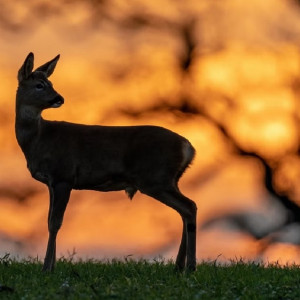Житель Коврова подстрелил косулю из ружья с тепловизором
