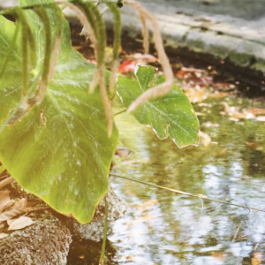 Деревню под Собинкой затопило сточными водами из-за старых очистных сооружений