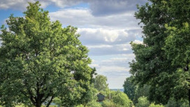 Суд вернул незаконно присоединенный ко Владимиру лес у парка «Дружба»