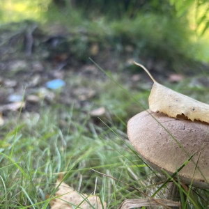 Куприянов день: что можно делать и нельзя 15 октября