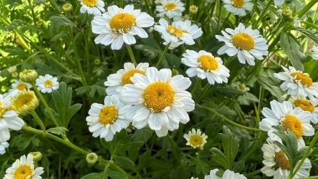 Прогноз погоды во Владимире и области на 26 августа