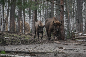 «Транснефть-Верхняя Волга» в 2024-м продолжила помогать нацпарку «Мещера» и соцучреждениям Владимирской области