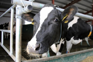 В Суздальском районе открыли молочный комплекс на 480 голов