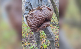 Во Владимирской области нашли огромный гриб-головач