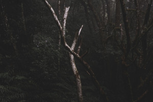 Во Владимирской области с начала года нашли мертвыми 11 человек