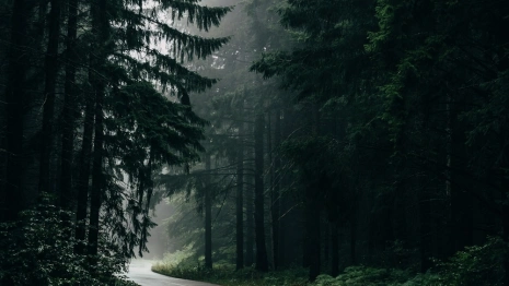 С фирмы «Армада» взыскали неустойку за раскопки в лесу под Петушками без его восстановления