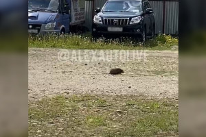 Во Владимирской области стоянку охраняет ответственный ежик