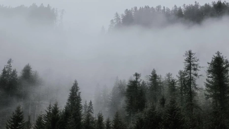 Во Владимирской области спрогнозировали сильный туман и ухудшение видимости
