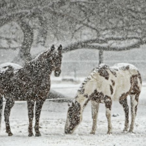 Сильные снегопады вернутся во Владимирскую область