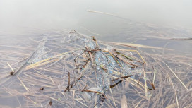 Жители Владимирской области снова пожаловались на пластик в Клязьме