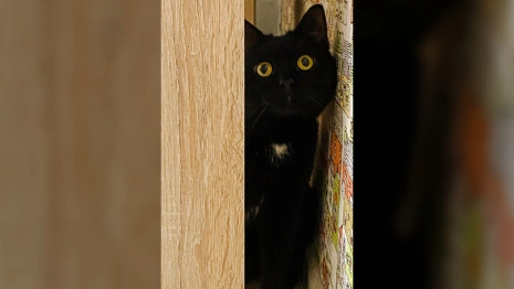 Во Владимире спасенный ребенком кот нашел новый дом