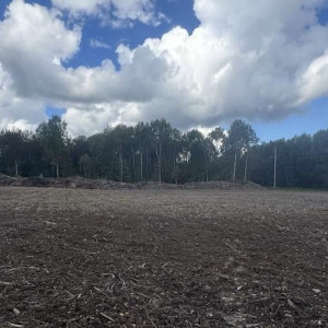 Житель Струнино попал под следствие за незаконную вырубку деревьев