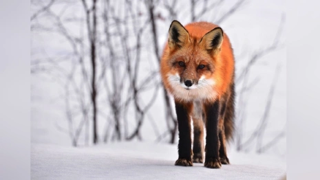 Во Владимирской области с начала года нашли 7 очагов бешенства