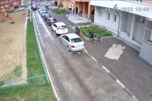 Нападение собаки на ребенка во Владимире попало на видео