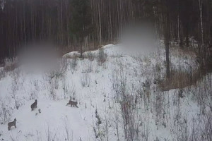 В Петушинском районе сняли прогулку семейства рысей