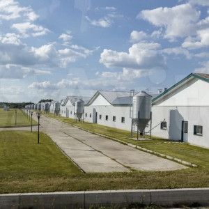 Во Владимире бывший свинокомплекс продали за 106 млн рублей