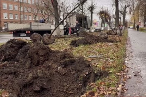 На улицах Владимира высадят более 200 лип взамен срубленных