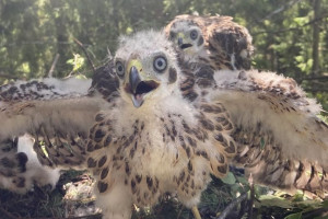 В Ковровском районе сфотографировали ястреба-тетеревятника с птенцами