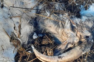 Житель села под Юрьев-Польским устроил свалку из трупов животных