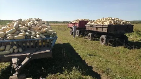 В Вязниковском районе собрали 1 800 тонн кабачков