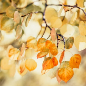 Жителям Владимирской области рассказали, когда закончится золотая осень