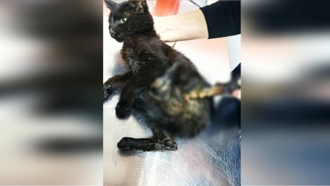 Во Владимире из-под капота машины достали перебитого кота