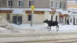 На улицах Коврова заметили живого лося