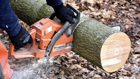 Во Владимире прокуроры потребовали остановить вырубку деревьев в парке «Дружба»