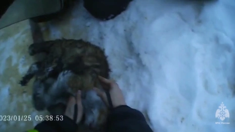 Во Владимирской области спасатели откачали отравившуюся угарным газом кошку