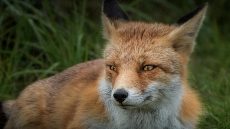 Во Владимирской области преувеличили число обнаруженных очагов бешенства в 2,5 раза