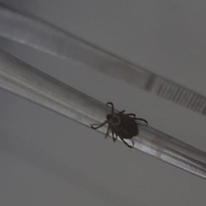 С жителей Владимирской области сняли 8 зараженных болезнью Лайма клещей