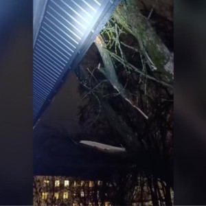 Во Владимире дерево рухнуло с территории школы на 3-этажный дом