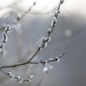 Вербное воскресенье: что можно и нельзя делать 13 апреля