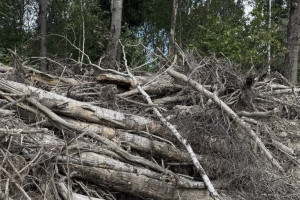 Жителя Александрова оштрафовали на 1 млн рублей за незаконную рубку леса