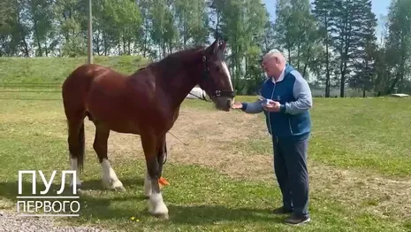 Губернатор подарил президенту Беларуси владимирского коня-тяжеловоза