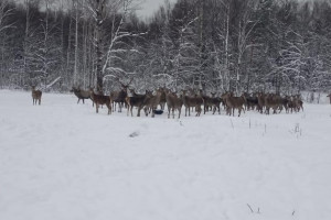 Во Владимирской области сняли на видео обед благородных оленей