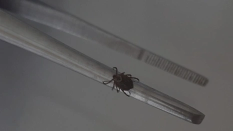 Клещи укусили 112 взрослых и 53 ребенка во Владимирской области за неделю