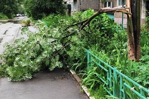 Ураган «Эдгар» повалил деревья на 6 трассах в Суздальском и Собинском районах