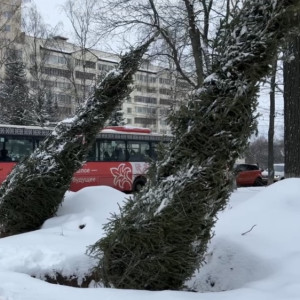 На площади Победы во Владимире высадили 15 новых елей