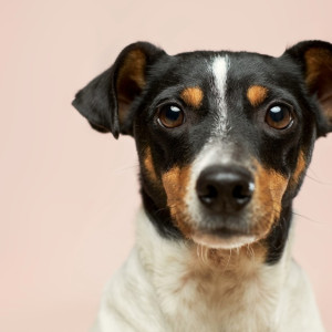 Во Владимирской области появится первый крематорий для домашних животных