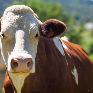 Агафья Коровница: что можно и нельзя делать 18 февраля