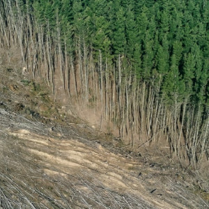 Во Владимирской области две фирмы «забыли» высадить лес взамен вырубленного  