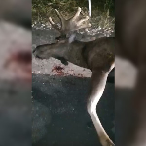 Во Владимирской области в ДТП с животными 1 человек погиб и 4 пострадали