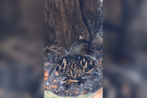 В центре Владимира утка высиживает утят