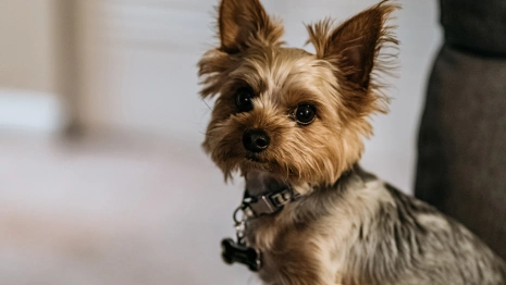 Жительница Владимирской области смогла избежать штрафа за посещение магазина с собакой