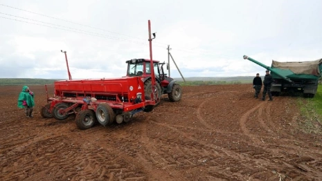 Во Владимирской области на выращивание экспериментальной конопли потратят 800 млн