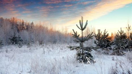 Во Владимирскую область придет аномальное потепление