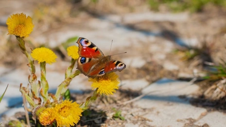 Во Владимирской области на рабочей неделе установится сухая и солнечная погода