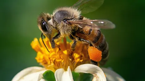 На владимирских пасеках массово гибнут пчелы
